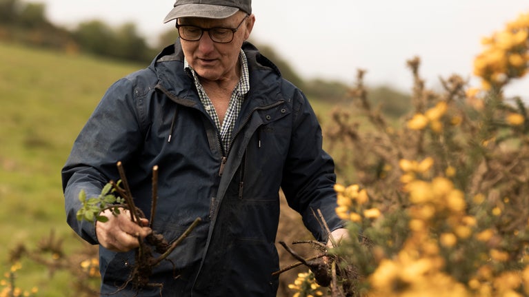 Farmer holding a sapling, beside him is a gorse bush covered in yellow flowers.